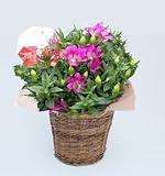 秋の鉢花 パラボッセオリジナル 甘木 リンドウ 心美 舞 大きな5号鉢 鉢カバー付