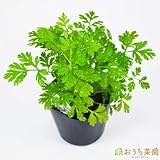 フィーバーヒュー ゴールド 【苗】 9cmポット ＜当店は 苗 種 鉢 培養土 ニーム の専門店＞