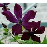 クレマチス：ビクターヒューゴ4.5号ポット[2年生苗]（インテグリフォリア系） ノーブランド品