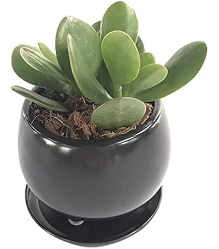 Amazon｜観葉植物 金のなる木 斑入り 黄金花月 選べるサイズ 4号 5号