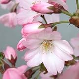 御殿場桜 3寸ポット苗