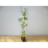 ヤマボウシ 樹高1.0m前後 12cmポット やまぼうし 苗木 植木 苗 庭木 生け垣