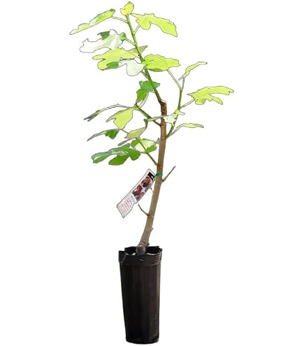 Amazon.co.jp: イチジク鉢植え ドーフィン無花果 いちじく苗 : DIY