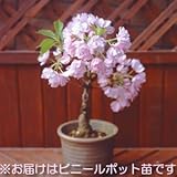 桜 盆栽 一才桜 ポット苗