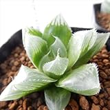 niハオルチア USA H.imperialis 多肉植物 ハオルチア 7.5cmポット