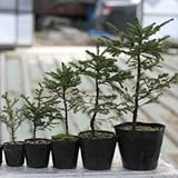 アカエゾマツ 2.5寸ポット