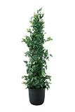 光触媒加工 人工観葉植物 アイビープラント(ヘデラ) 高さ130cm 7号鉢 消臭/抗菌/防汚/空気清浄 059-0031