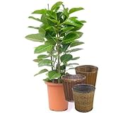 フィカス・アルテシーマ 10号サイズ【バスケット(鉢カバー) 付き】 バスケット03