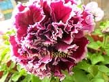 100 pcs garden petunia seeds flower Petunia Petals,Annuals,Four Seasons Can Be Planted rare seeds fo