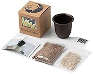 うさ耳モニラリア 栽培キット 種子10粒 可愛い箱に全部入り。 Monilaria cactus