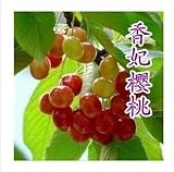 South potted cherry seed potted cherry fruit seed 10 seeds