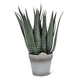 Large Agave in Pot 14 "高さ