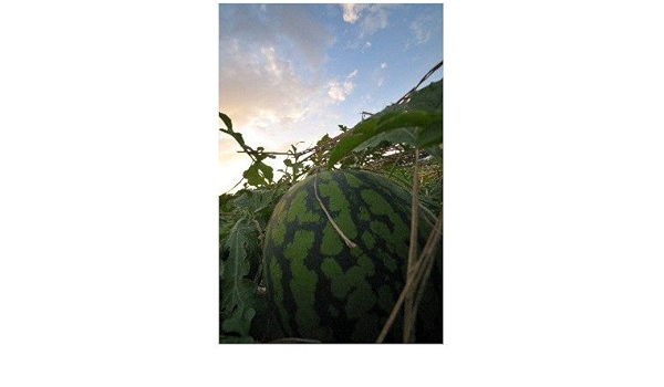 Amazon ポストカード 夏のスイカ すいか 夕焼け Photo By Zzr ポストカード えはがき絵葉書postcard ポストカード 絵柄付はがき 文房具 オフィス用品