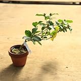 盆栽　苗　現品限り！：寒椿*さざんか　盆栽素材！素焼き鉢