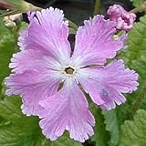 [ 日本桜草 ] 美女舞