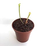 【食虫植物】Sarracenia flava (seedling) (サラセニア フラバ ) 実生系【Baby plants】