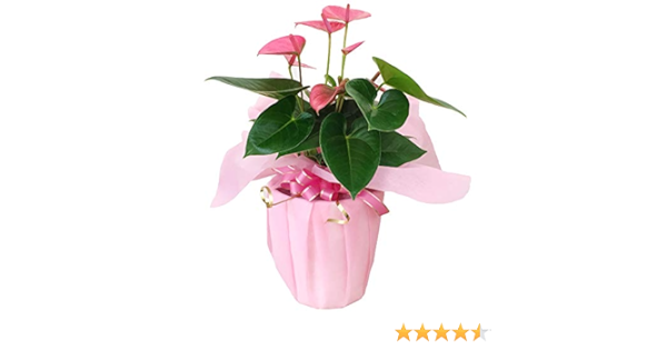 Amazon 遅れてごめんね 母の日 ギフト アンスリウム L ピンク パキラと観葉植物専門店marubun 観葉植物 通販