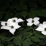 エキナセア「秘密の欲望」の花の種、100種/パック、新コーンフラワー100％真バラエティKK087