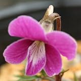 ベニバナナンザンスミレ 紅鶴