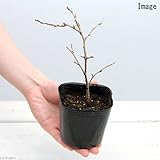 (盆栽)サクラ(桜) 富士桜 3号 樹高10～20cm前後(1ポット分) 本州・四国限定[生体]