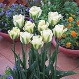 チューリップ　スプリンググリーン　５球入