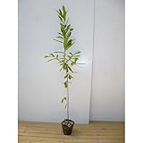 【ノーブランド品】 コナラ 樹高0.8m前後 12cmポット 【10本セット】