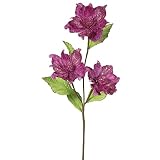 Vickerman Magnolia with 4 "フラワーヘッド&用紙Wrapped Wire Stem in 6 /ボックス 33" ブラウン QG163045