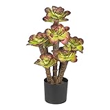 Nearly Natural Echeveria Silk Plant [並行輸入品]