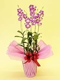 [ベイサイドフラワー] 洋蘭-デンファレ（ピンク） 5本立 （65cm程度） 【送料込み】 YOR-MDPH05PK