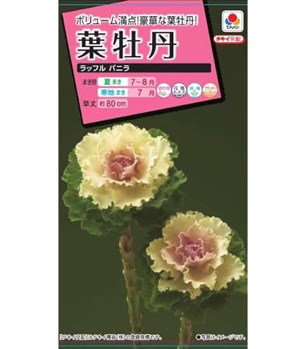 牡丹と花盛り 牡丹 花盛り。初夏の心地よい風と共に馥郁とした香りを運んで