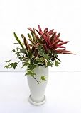 ≪陶器鉢≫ スタイリッシュグリーン ネオレゲリア 寄せ植え(全高500)