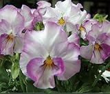 中輪ビオラ 花ろまん フリルシリーズ 「乙女の祈り」 10.5cmサイズ大ポット 1０ポットセット パンジー ビオラ すみれ 苗 寄せ植え