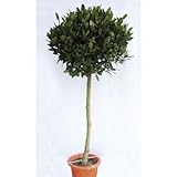 月桂樹(ゲッケイジュ) ローリエ 植木 苗木 半耐寒性常緑中高木