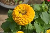 20PC本物のヒャクニチソウの種子。色とりどりの花盆栽種子、色のすべての種類、簡単な植栽