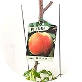 桃 苗木 照手水蜜 15cmポット苗 てるてすいみつ もも 苗 モモ