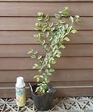 ニレケヤキ （アキニレ）