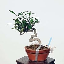 キンズ　[斜幹模様木]　小品盆栽 キンズ [斜幹模様木] 小品盆栽