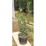 月桂樹株立ち (ゲッケイジュ) ローリエ 8号鉢