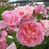 バラ苗 ダムドゥシュノンソー 国産大苗デルバールオリジナル角鉢6号 四季咲き大輪 ピンク系 フレンチローズ（デルバール）