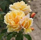 バラ苗 ソレイユヴァルティカル 国産大苗デルバールオリジナル角鉢6号 四季咲き中輪黄色系 フレンチローズ（デルバール）