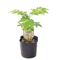 花 苗 種 苗 Gardening Diy Tools Gardenmost Wished For Whenbuy日本亚马逊代购