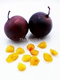 Ramontchi Flacourtia indica Salicaceae 10 Seeds ThailandMrk