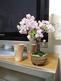 八重桜　旭山桜盆栽　　咲いたときはリビング　お花見　桜盆栽　　綺麗な八重のピンクのサクラです