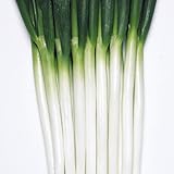 国華園　ねぎ苗 F1ホワイトスター 100本【※発送が国華園からの場合のみ正規品です】