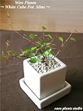 Wire Plants / White Cube Pot Mini / ワイヤープランツ / ホワイトキューブポット・ミニ / インテリア観葉植物 / 鉢植え