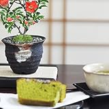 【母の日】お花の盆栽とお菓子のギフトセット【送料無料】