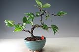 盆栽　椿　花芽付き！におい椿（品種不明　ピンク又は淡いピンク）の鉢植え盆栽【現品】