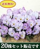 よく咲くスミレ ライチ 10.5cmサイズ大ポット 20ポットセット *ただし、お届け地域によっては別途差額送料が発生する場合が有ります。 パンジー ビオラ すみれ 苗 寄せ植え