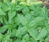 レモンバジル 150粒