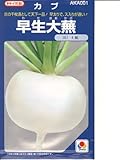 早生大蕪　　　タキイ種苗のカブ種です